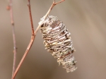 Psychidae - bagworm moths